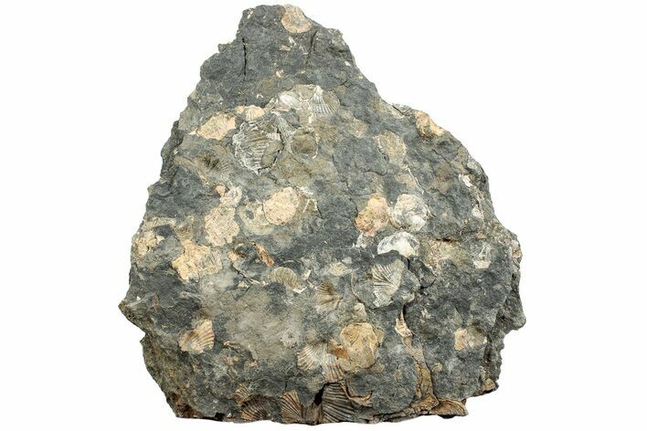 Pennsylvanian Fossil Brachiopod Plate - Kentucky #224683